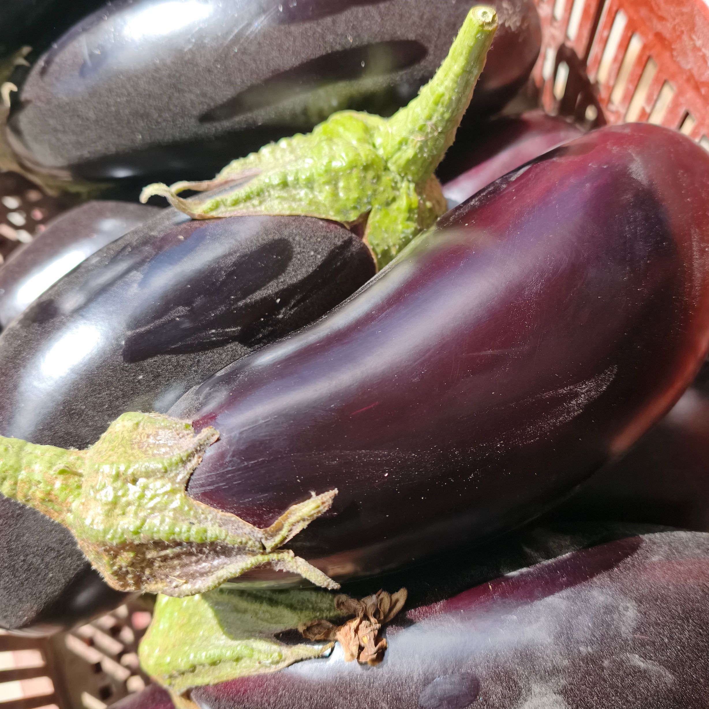 Aubergine