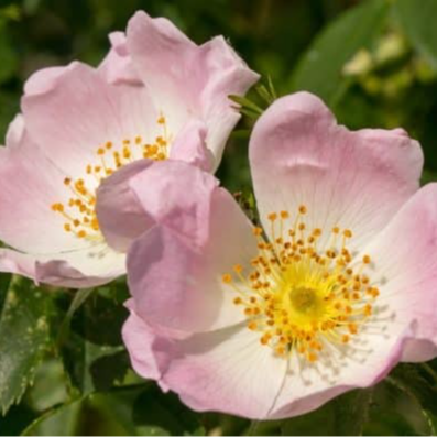 Fleur d'Eglantine (par 15)