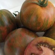 Plants de Tomates Variétés Anciennes