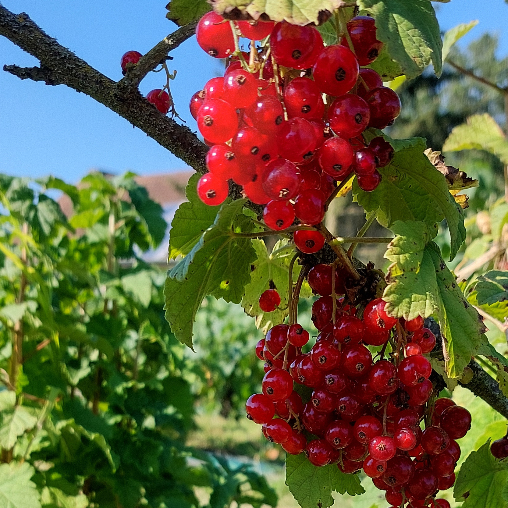 Groseilles surgelées