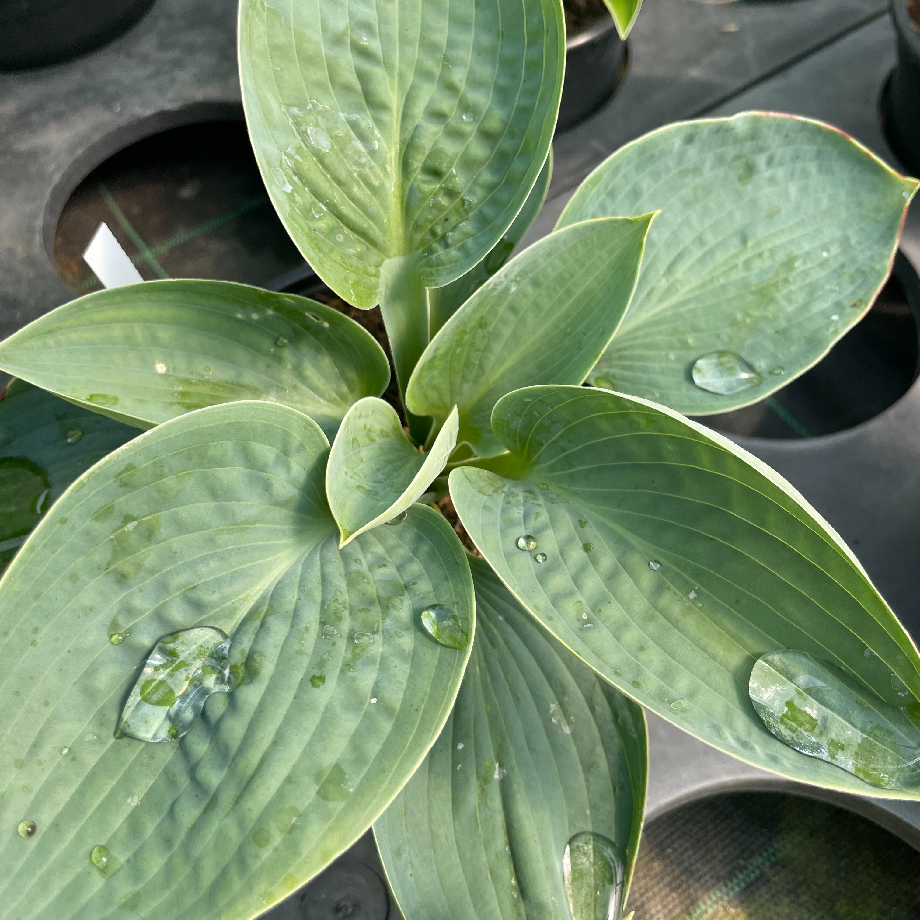 Hosta ‘Love Pat’