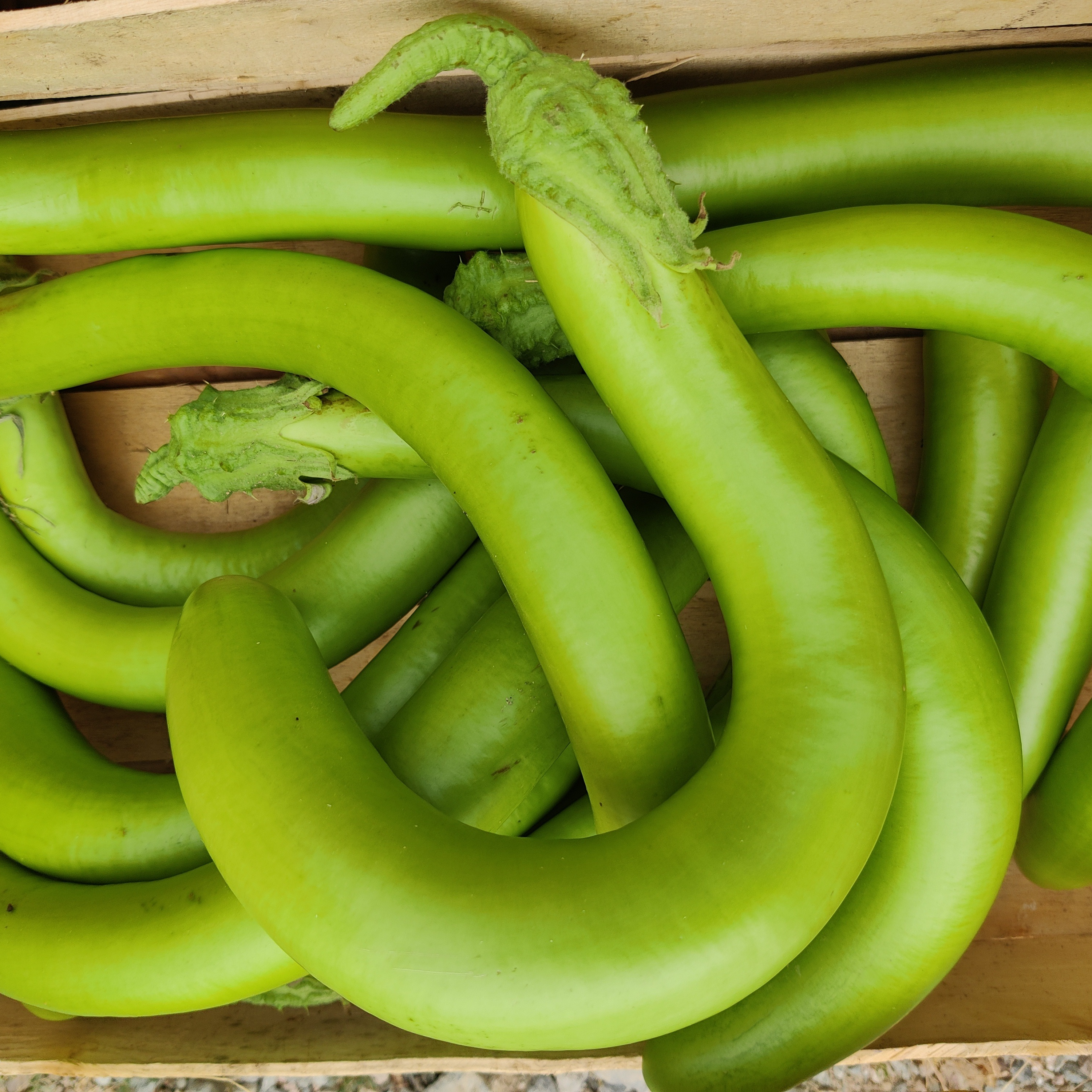 Aubergine verte fondante