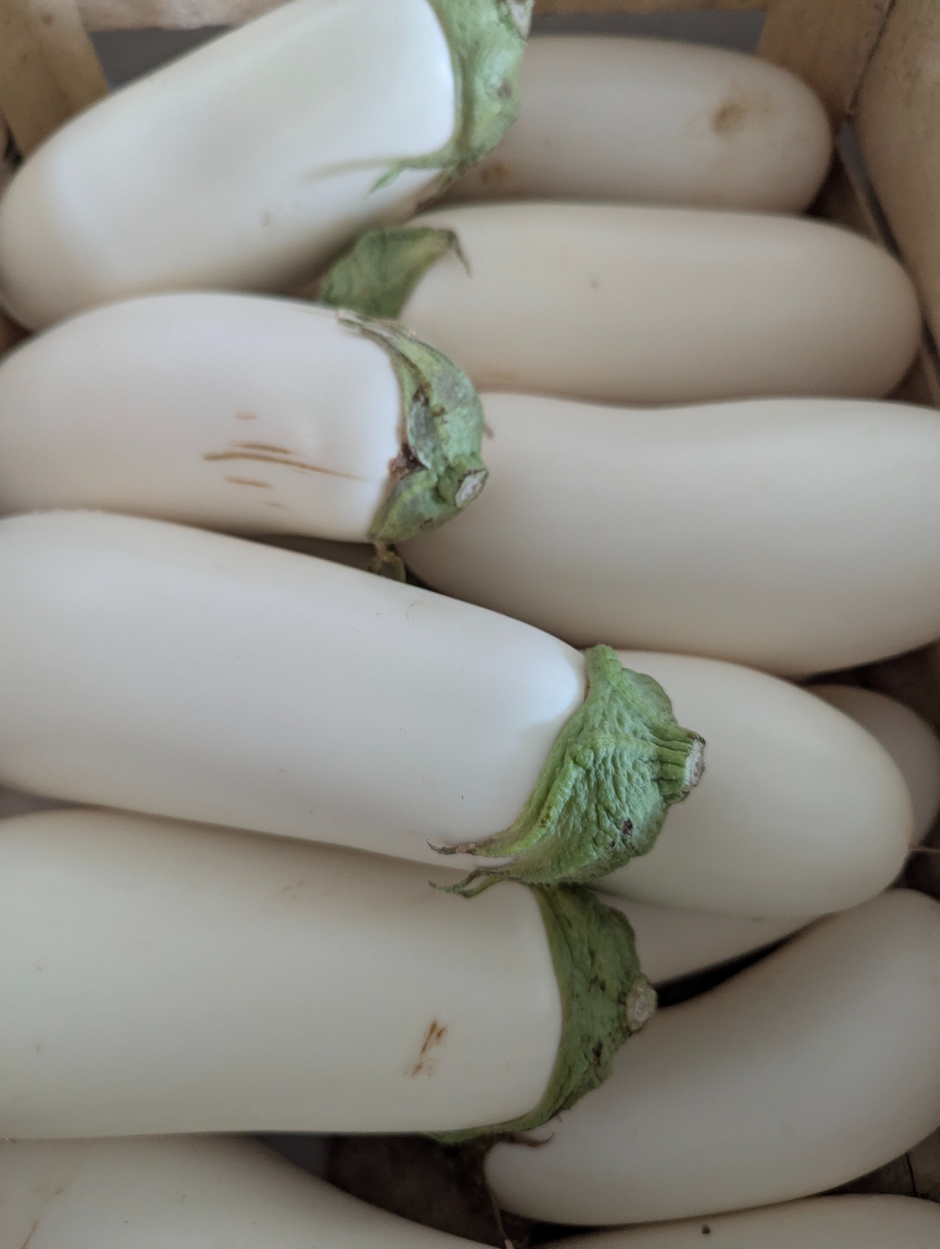 AUBERGINE BLANCHE