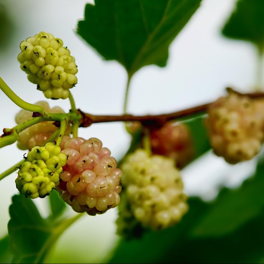 Mûrier blanc (Morus alba)