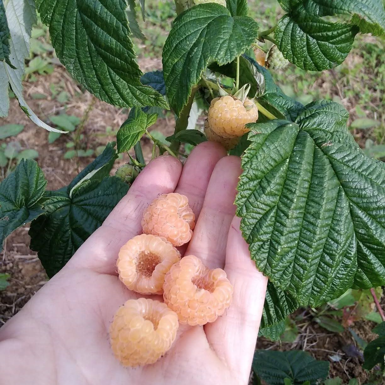 Framboisier remontant jaune - Rubus idaeus "Fall gold"
