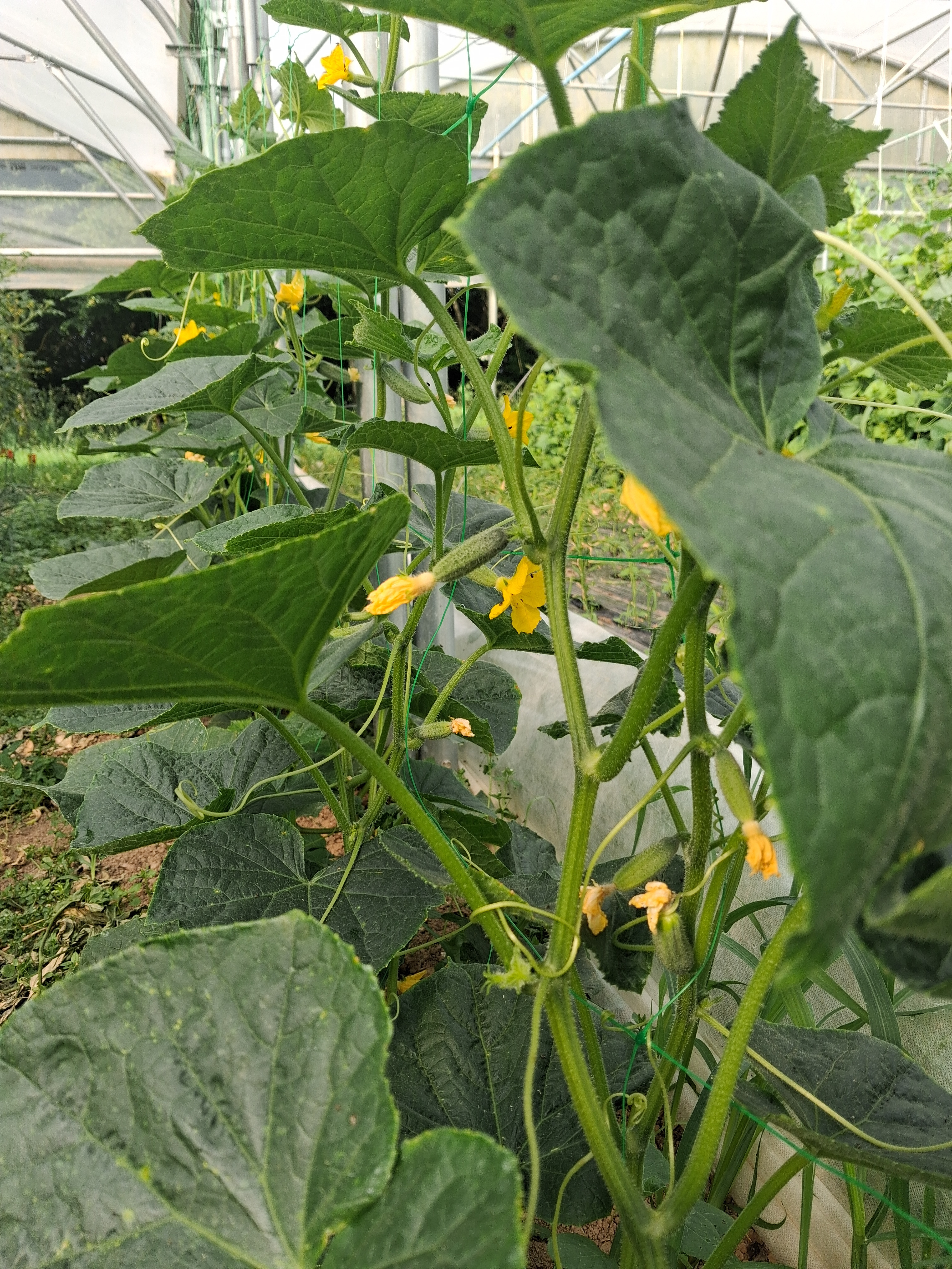 Cornichon