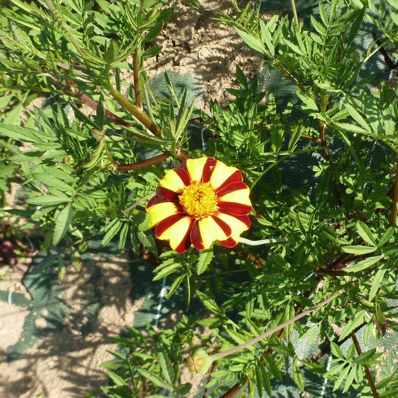 Plants fleurs- tagète double pinwheel