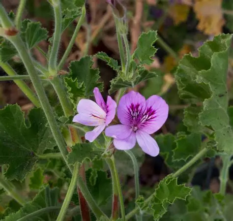 GERANIUM COLA