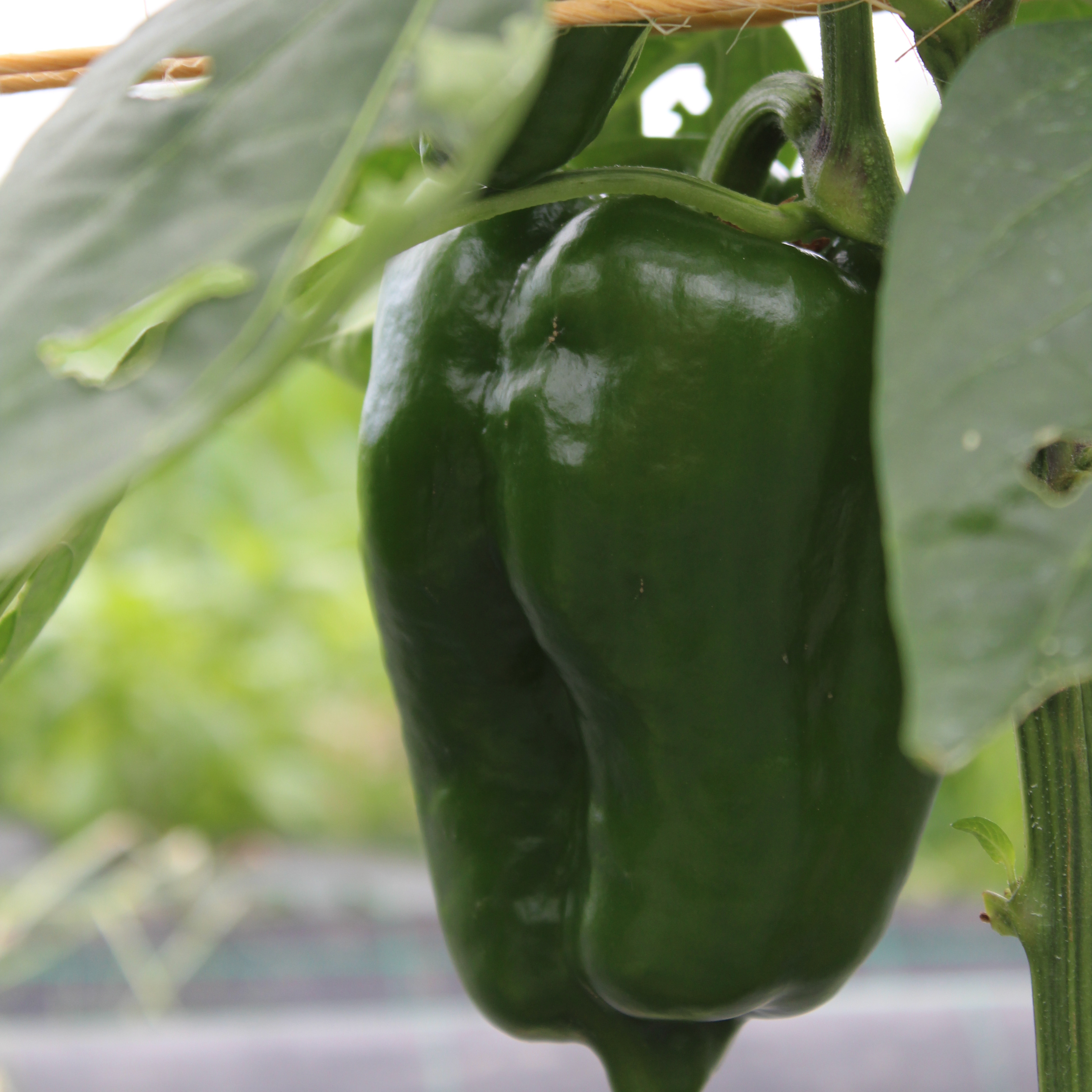 Poivron - vert