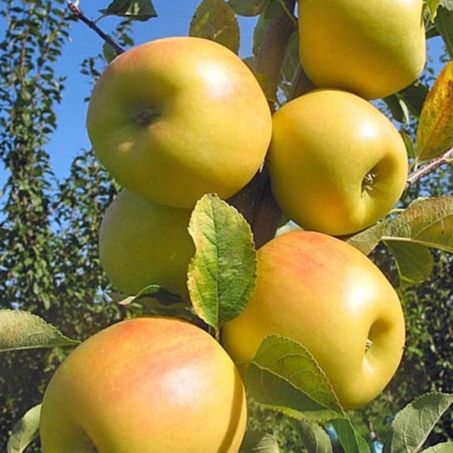 Pomme Opal Cat II Cal 65/75