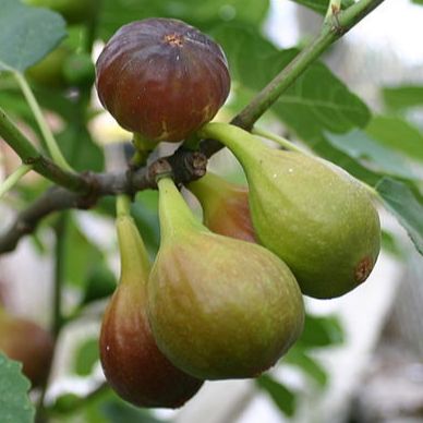 # Figuier - Ficus carica "Longue d'Août" - Pot 3L