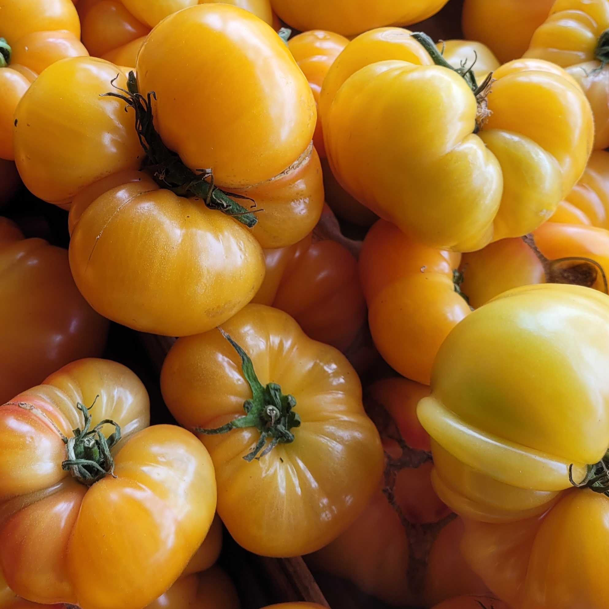 TOMATE COEUR DE BOEUF JAUNE