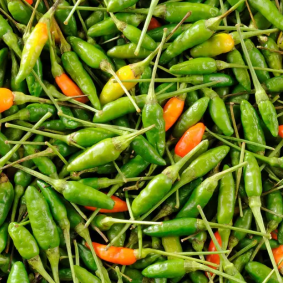 Plant de piment oiseau