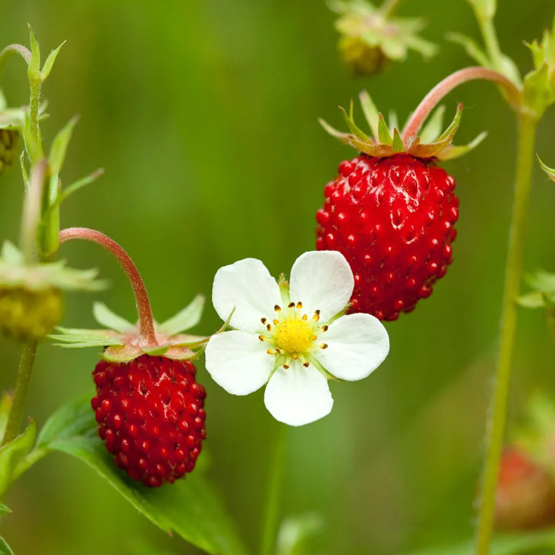 Fraisier des bois 4 Saisons Pot 1,3L