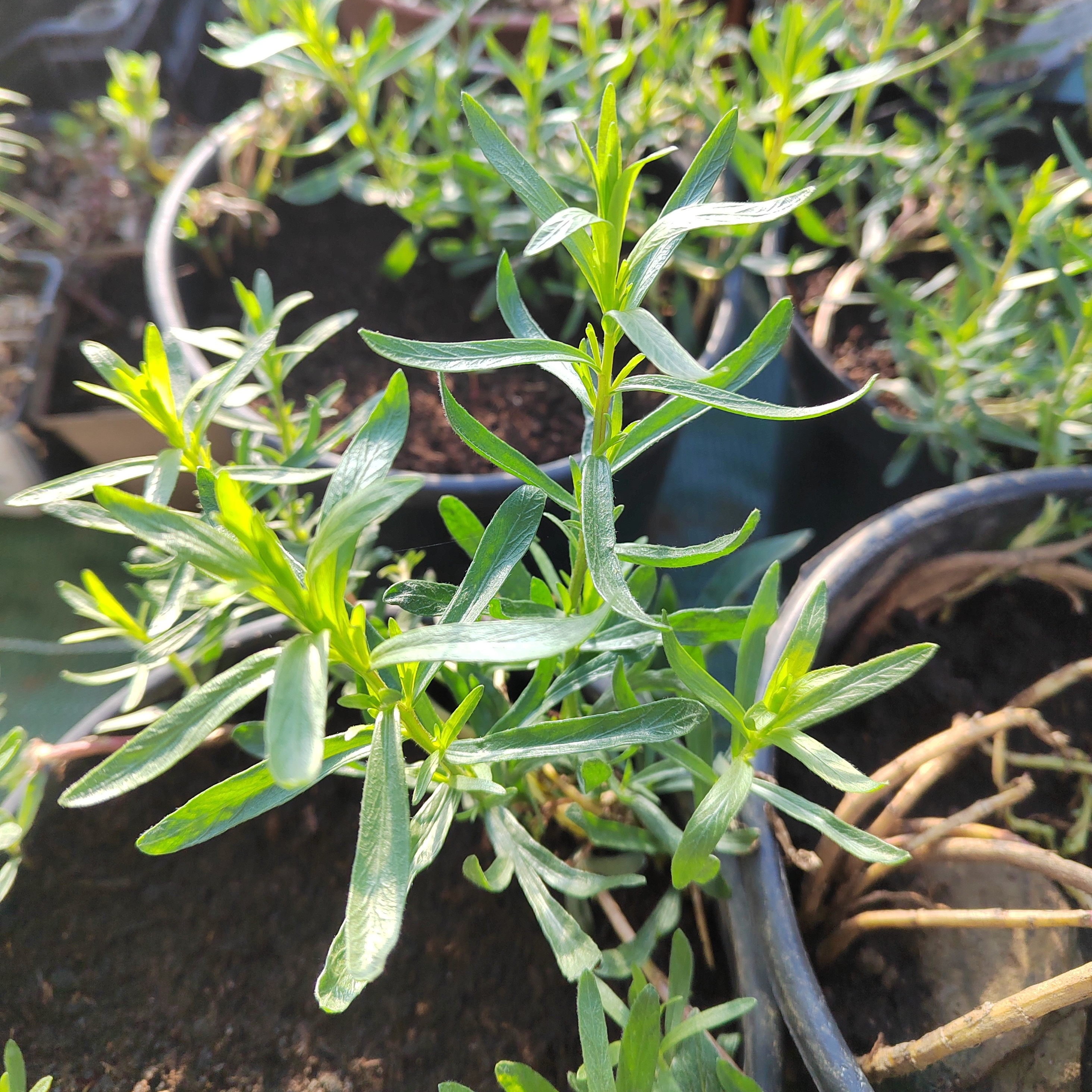 Estragon français pot de 20cm