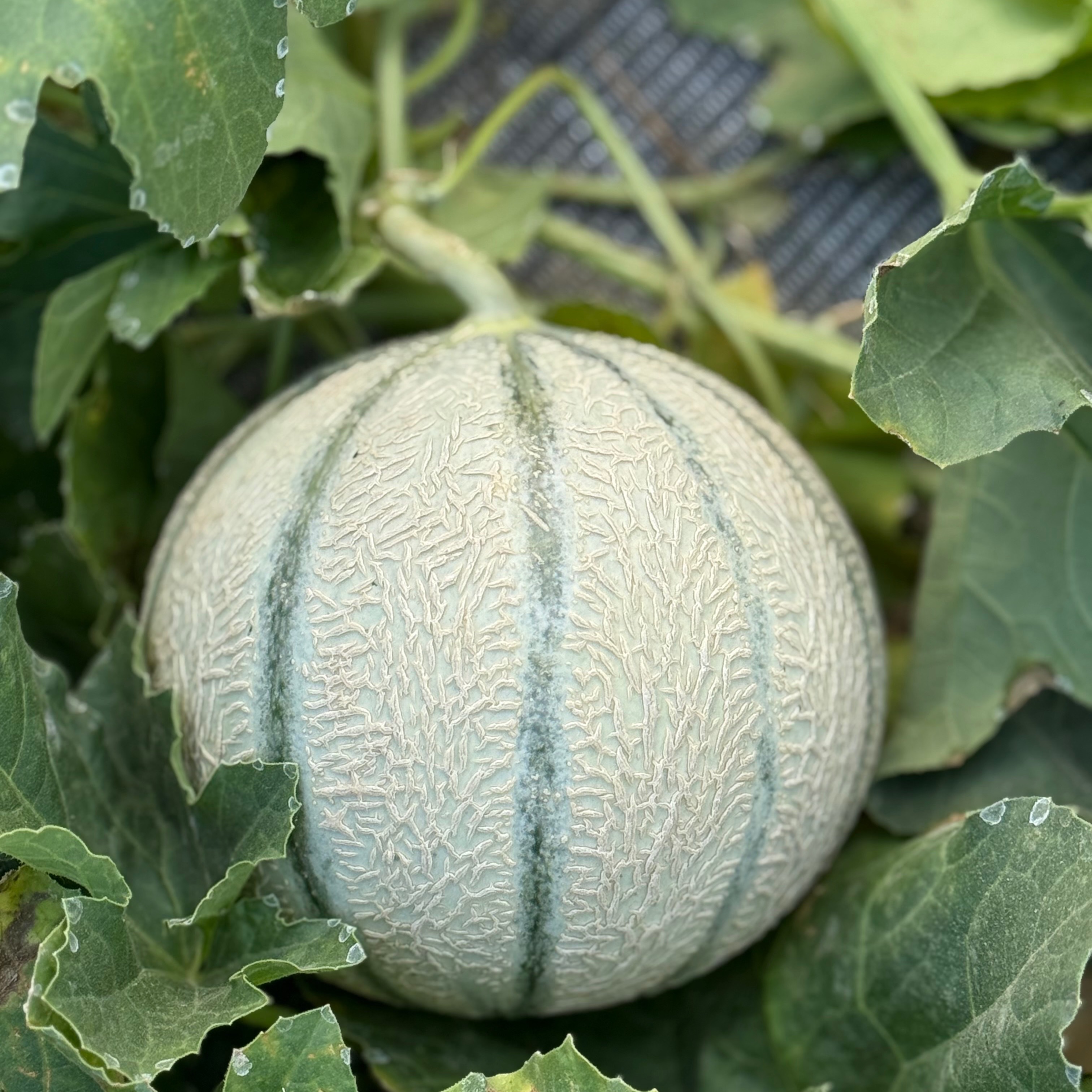 Melon