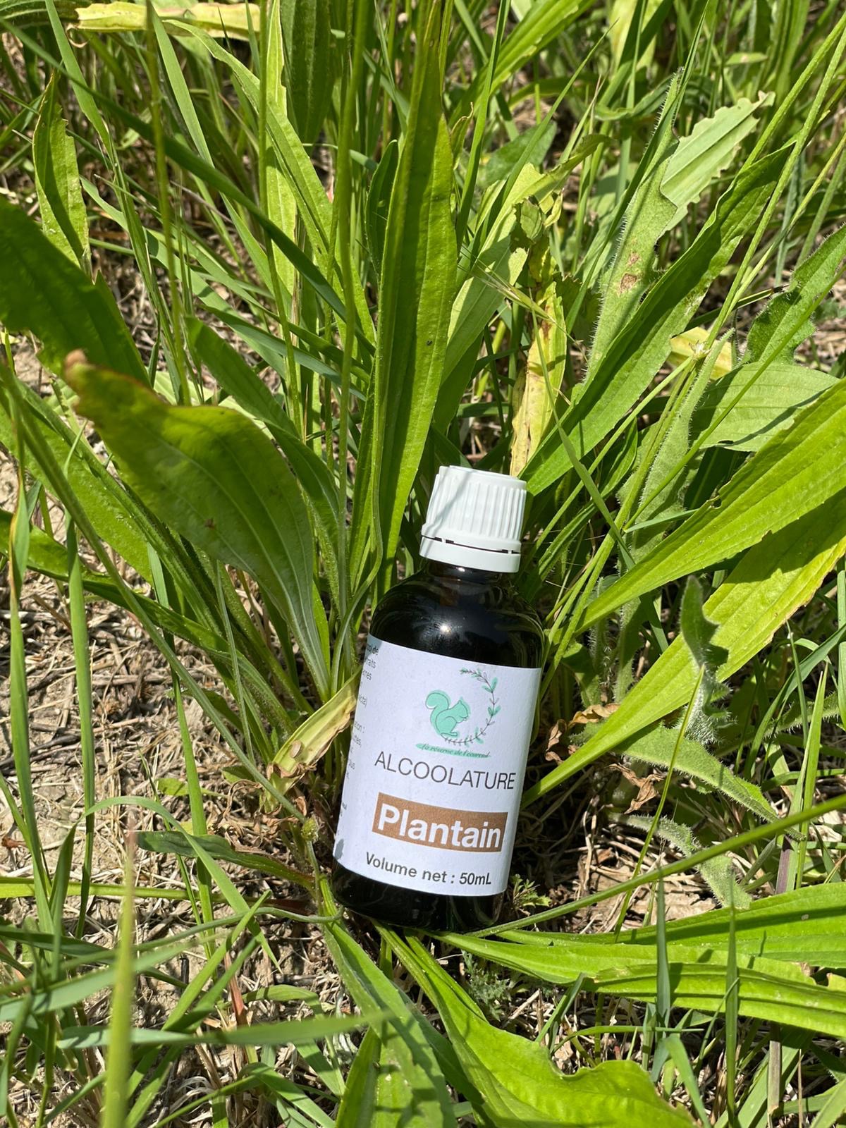 Alcoolature Plantain