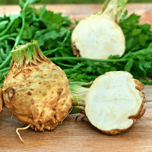 PLANT DE CELERI Monarch