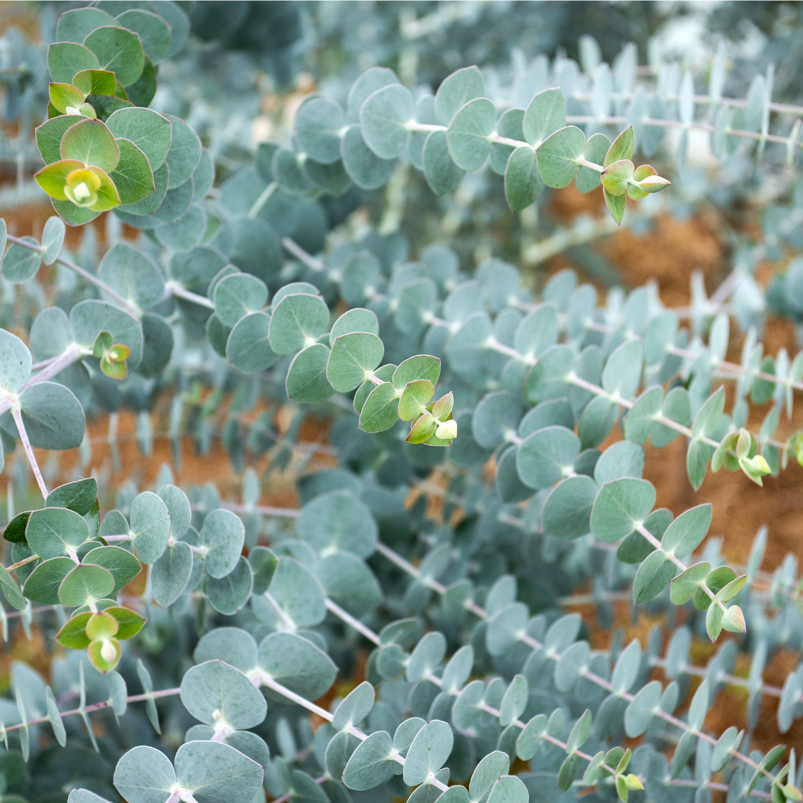Eucalyptus baby blue - 3l