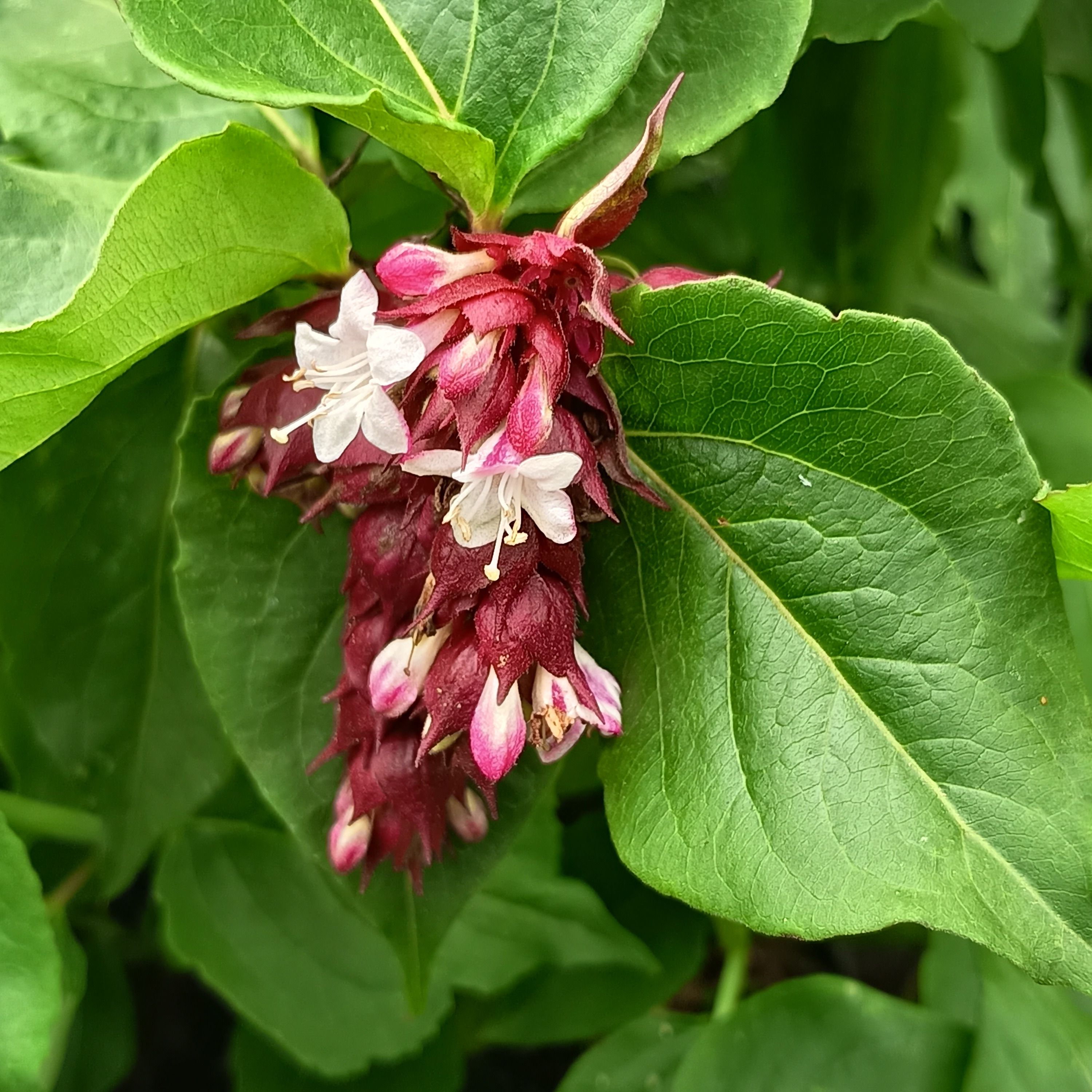 Arbre aux faisans - Leycesteria formosa "Purple Rain"