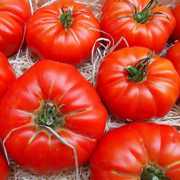 Plant - Tomate Marmande