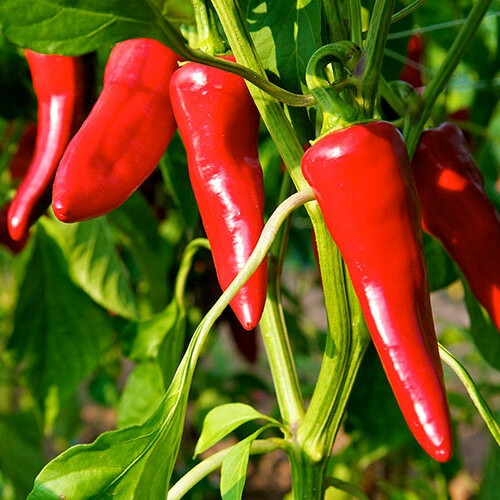 Piments frais - 350g