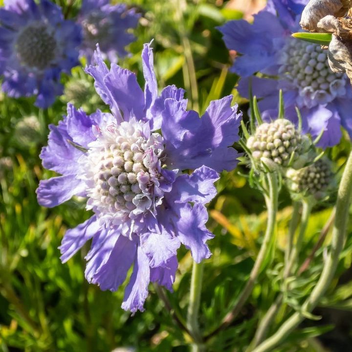Scabieuse du caucase  / Scabiosa caucasica mix - 1l