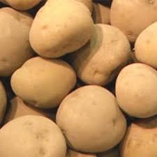 Pomme de terre Agata