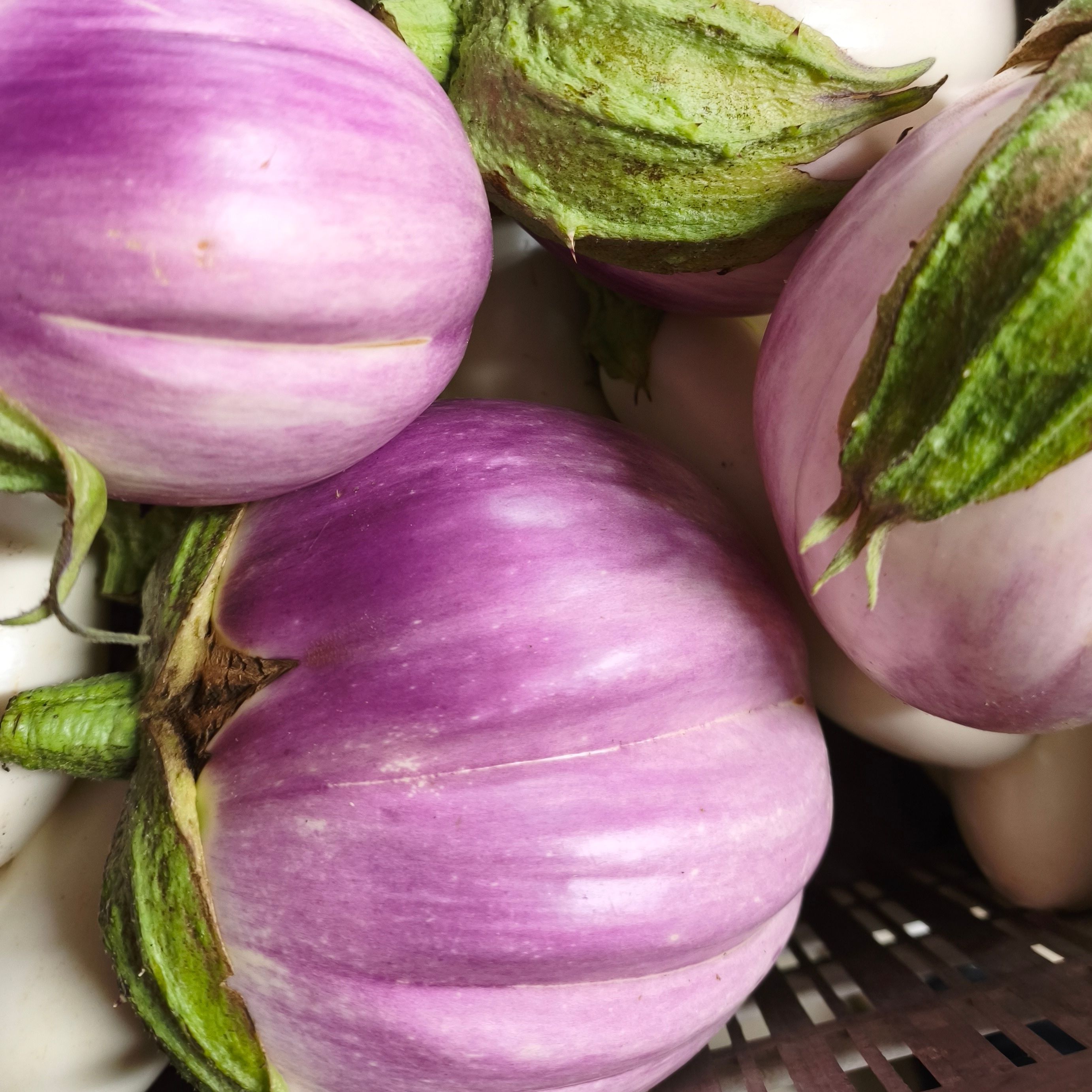 Aubergines Graffiti