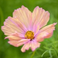 Cosmos Apricotta - Conteneur 1.5L