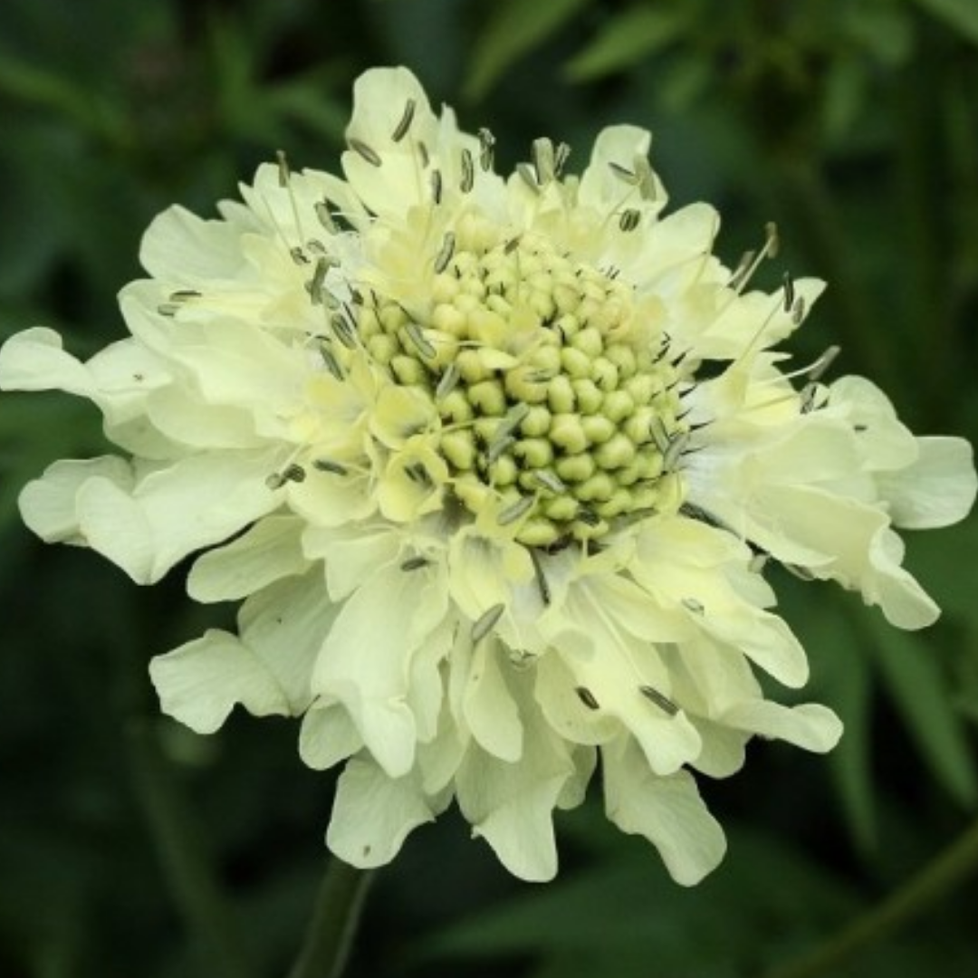 Cephalaria gigantea