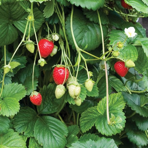 Fraisier 'Mara des bois' - gdt 7