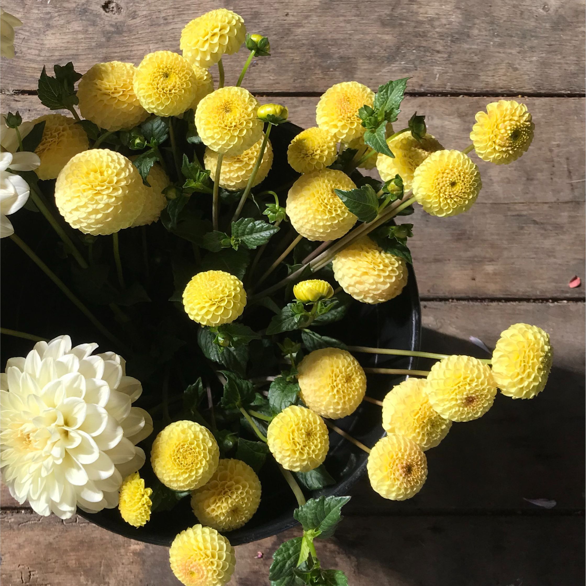 Buttercup - 75g
