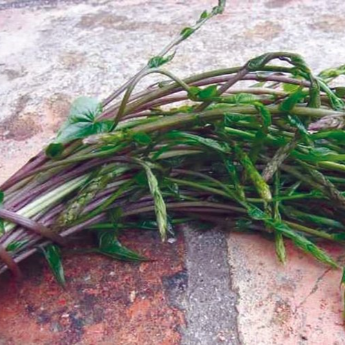 Repoutchou tamier commun (par 250gr)