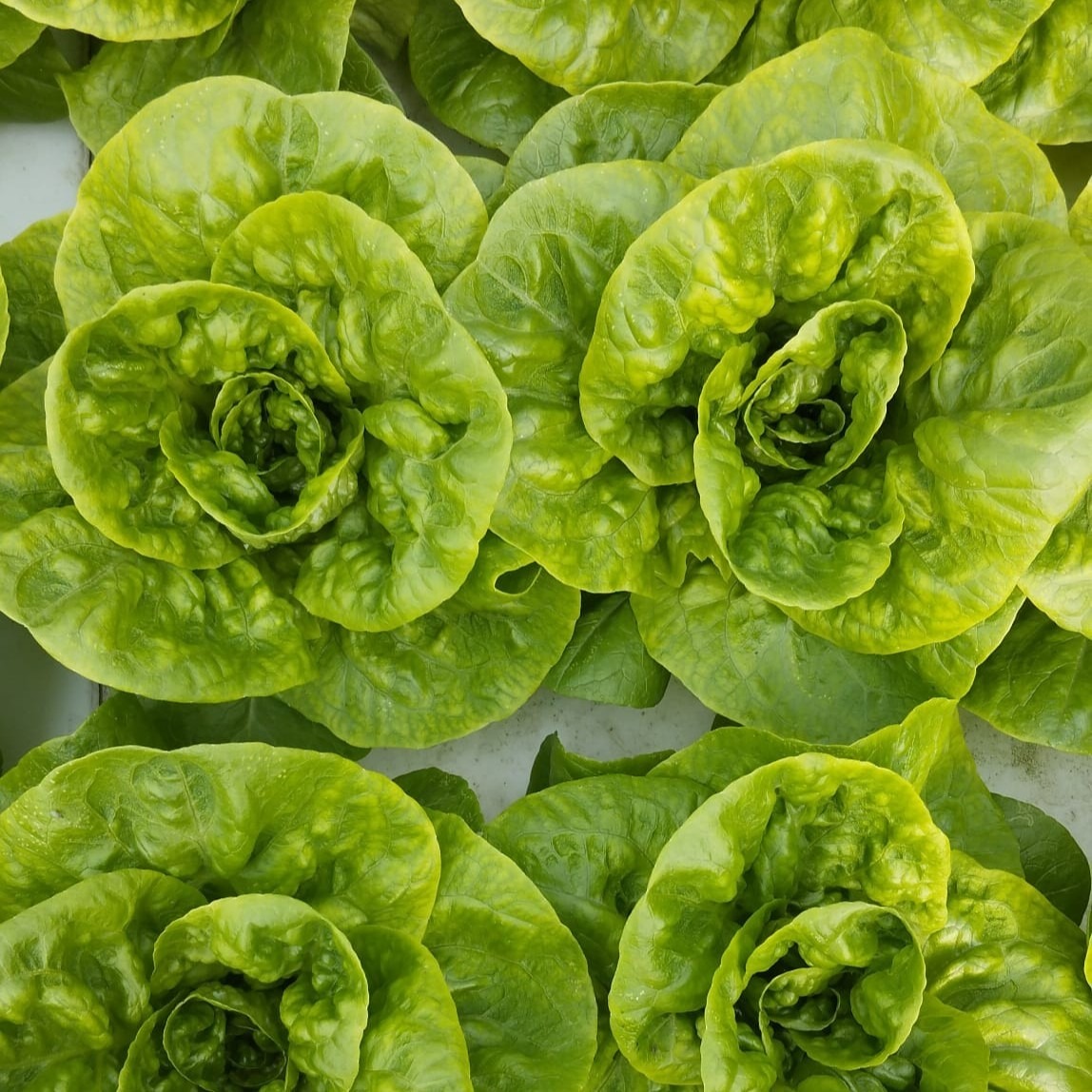 Laitue Vivante Jeune de Saison - 3 pièces - 900g