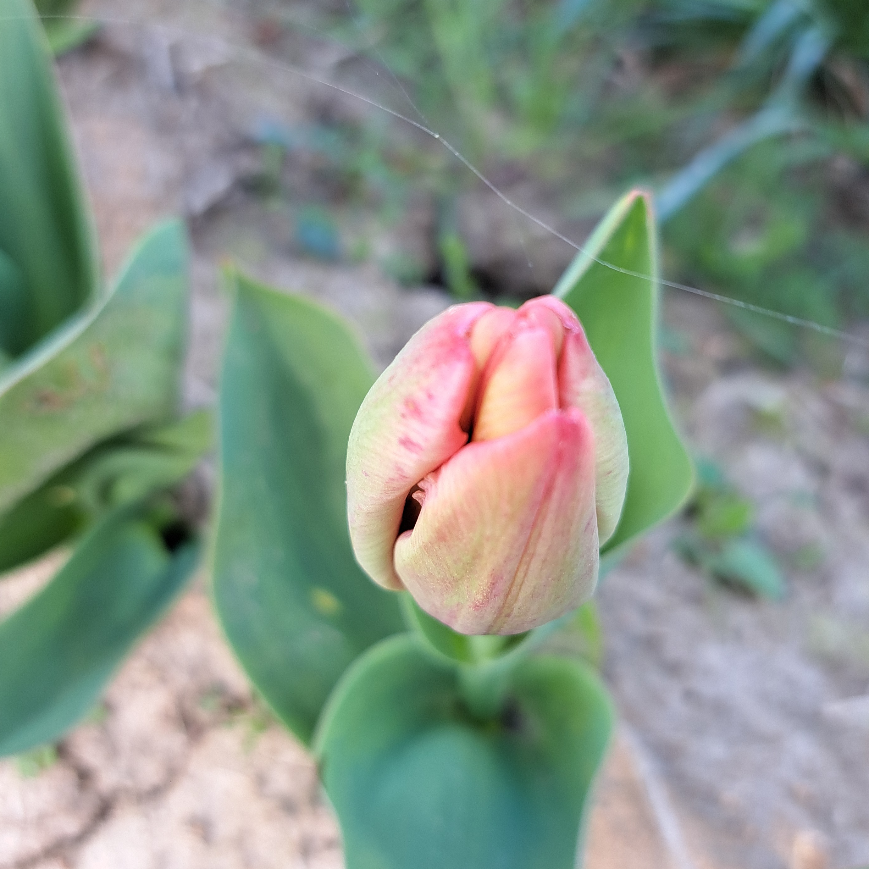 Bouquet de saison - petit