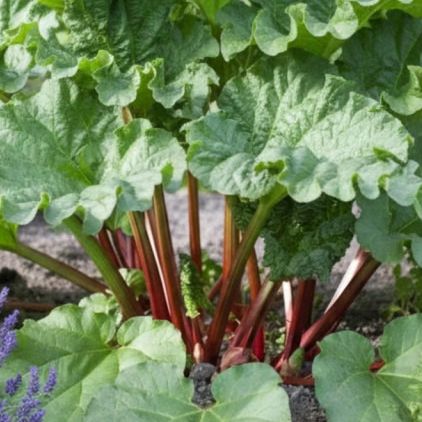 # Rheum rhab./Rhubarbe commune - Pot 2/3L