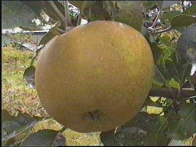 Pommier - Malus domestica "Reinette Grise du Canada"