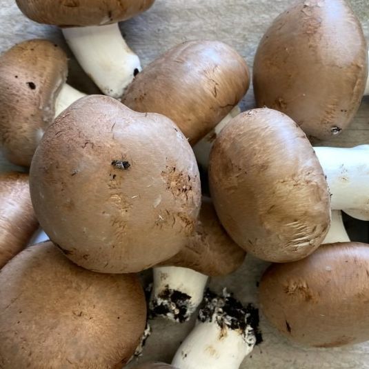 Champignons Brun