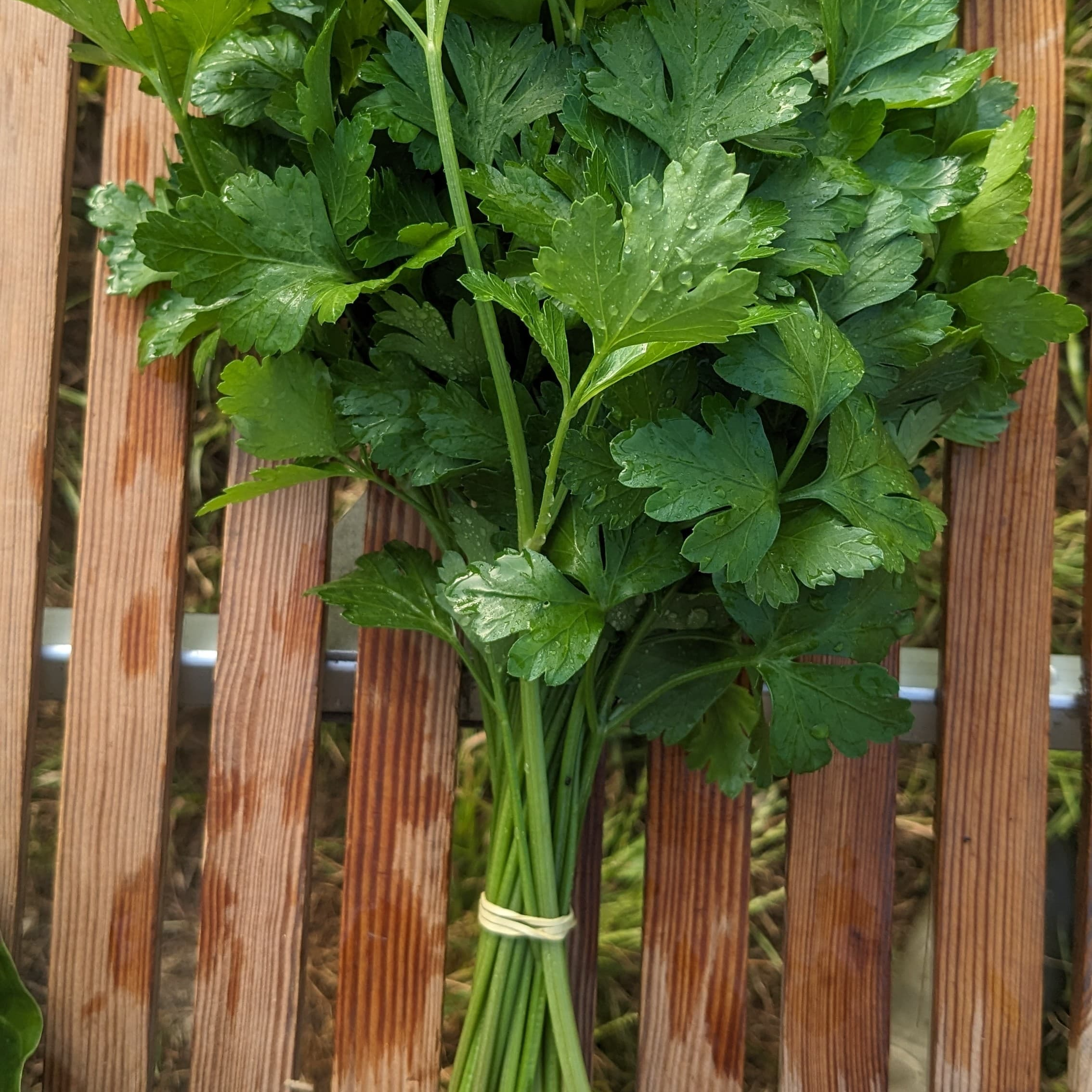 Botte de persil plat