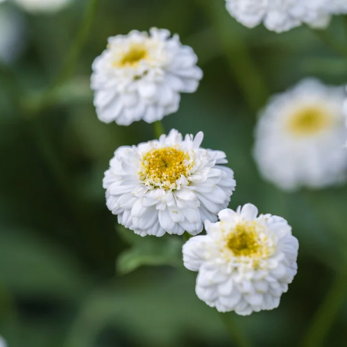 CAMOMILLE (GRANDE) ‘SELMA STAR’ Bio