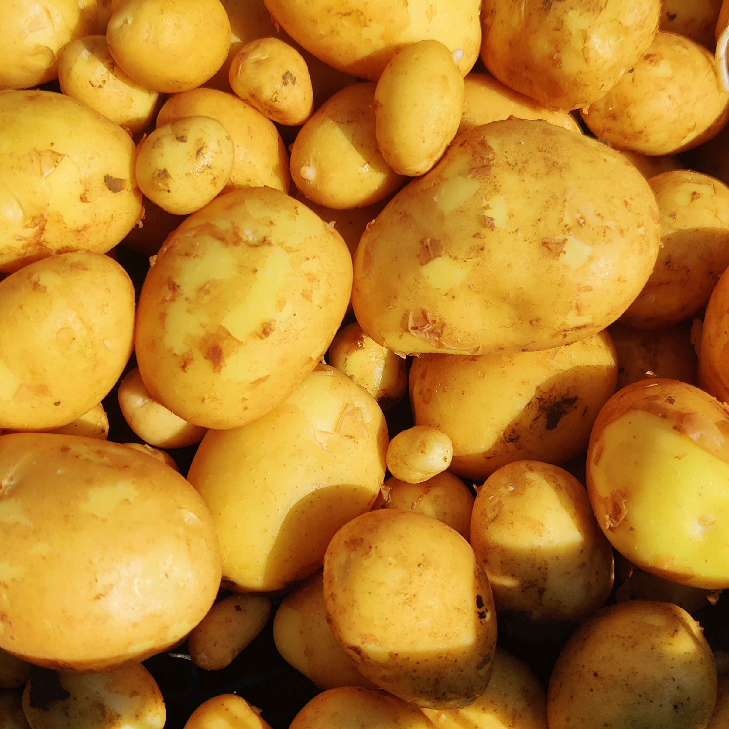 Pommes de terre nouvelles