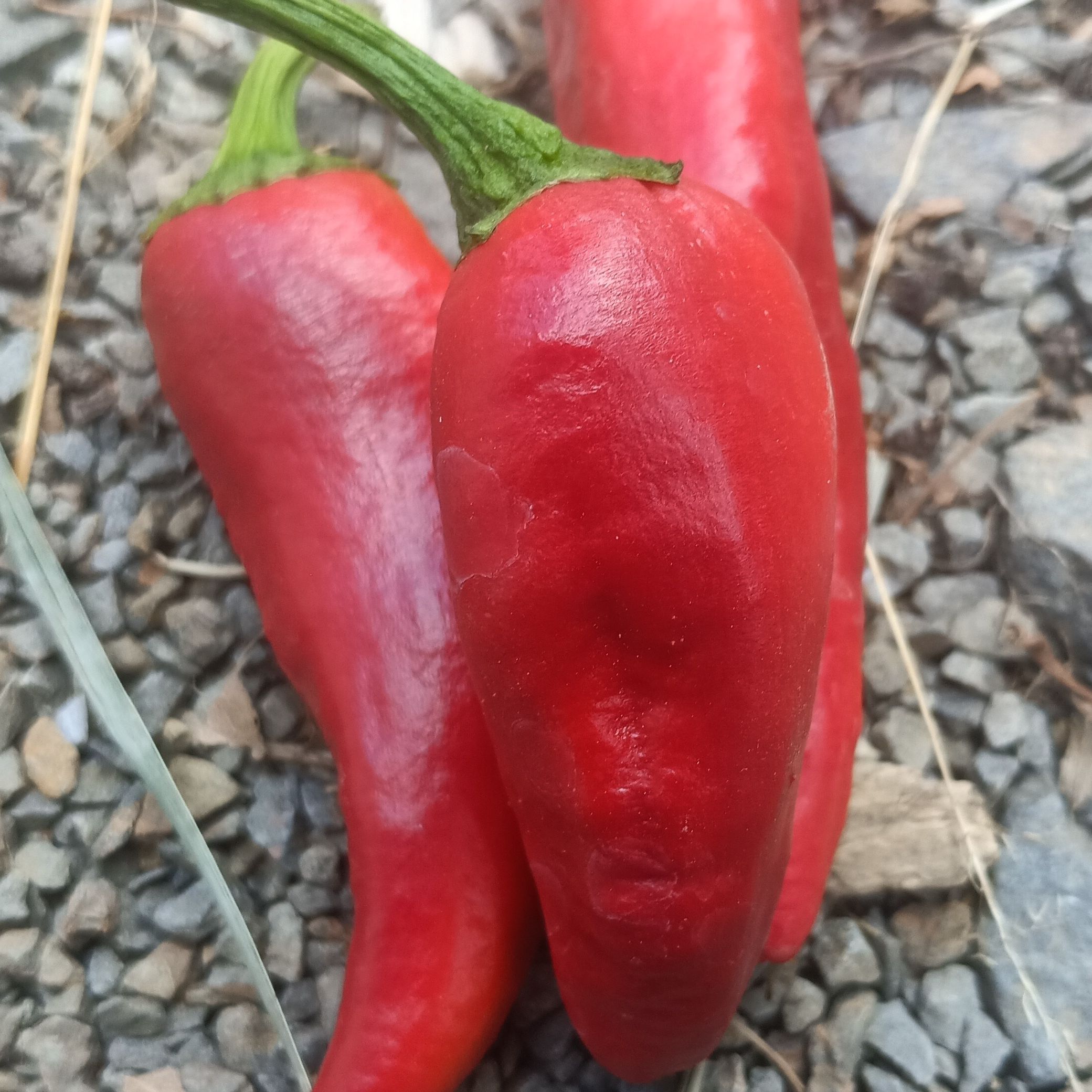 Piment Gorria