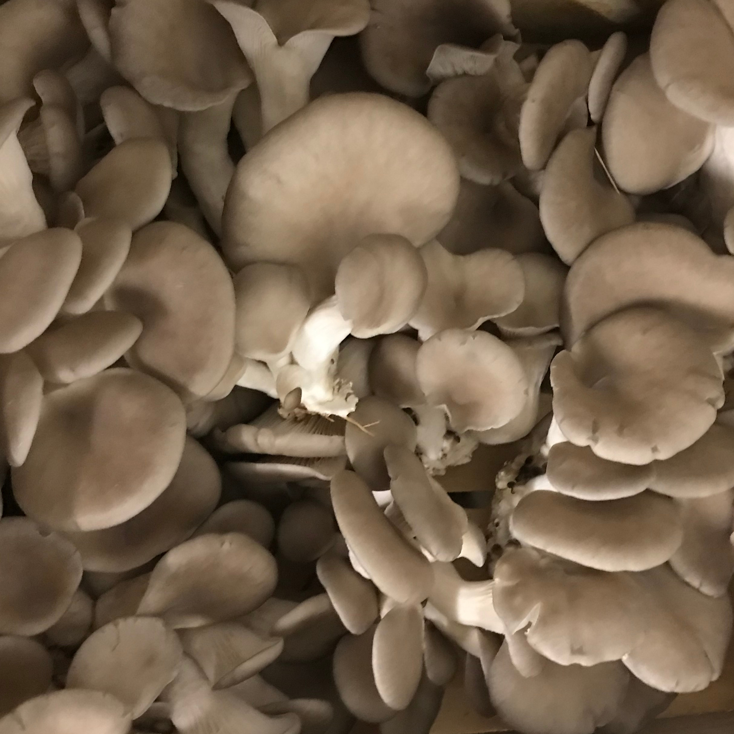 Champignons Pleurotes - La Tanière des gones