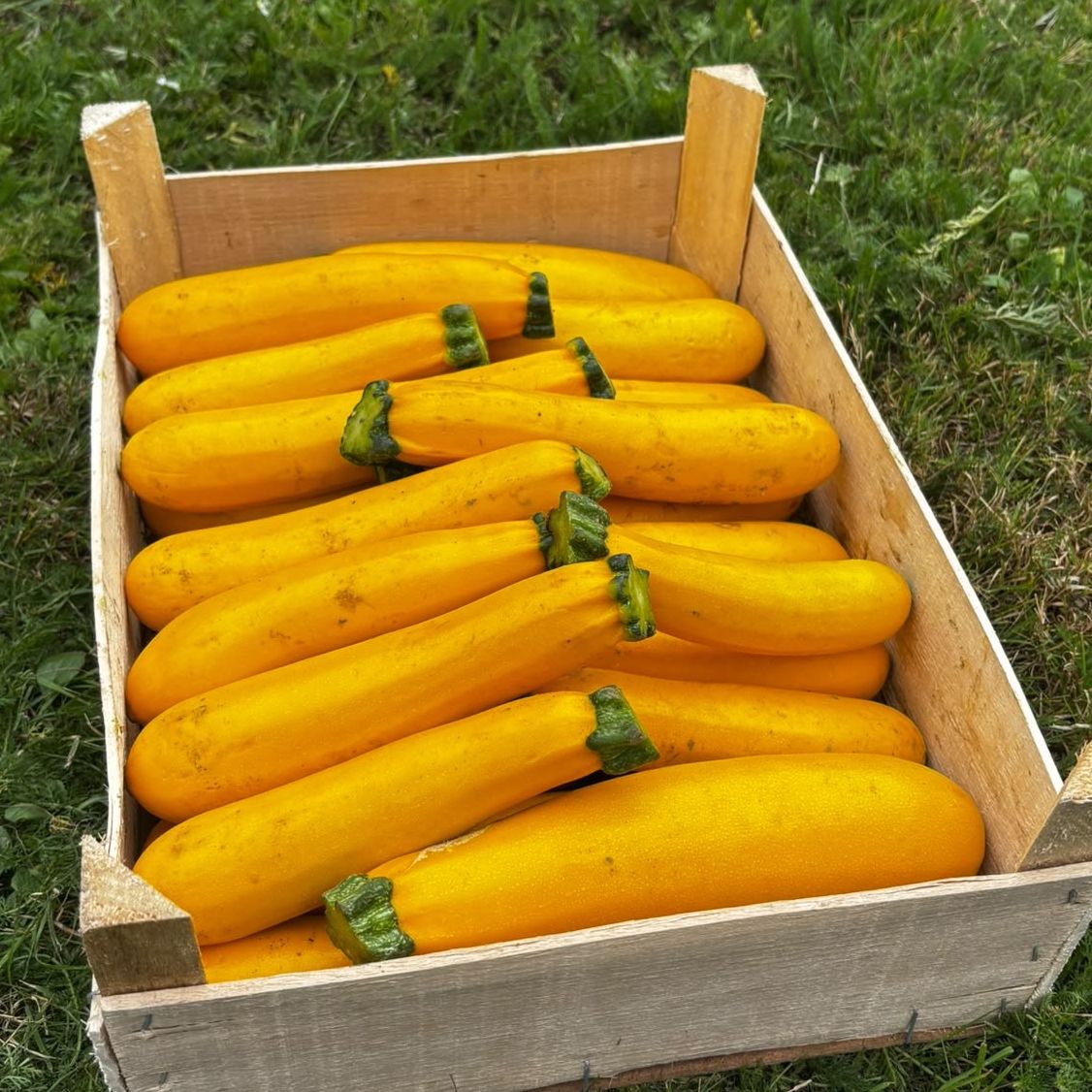 Courgettes jaune