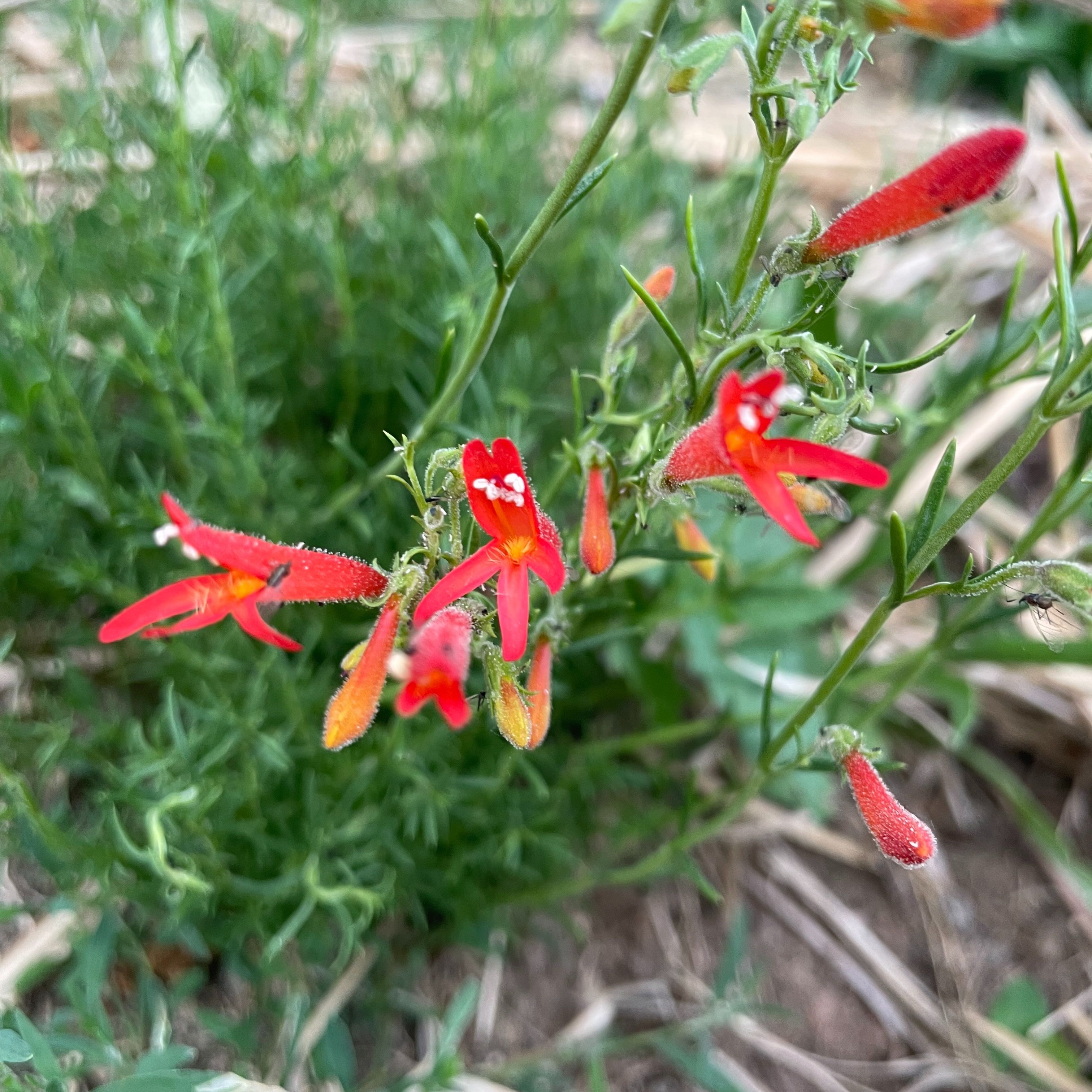 Penstemon pinifolius
