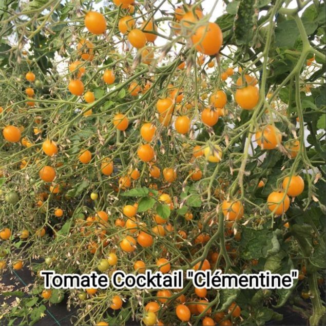 Plant Tomate  coktail Clémentine bio