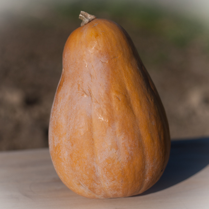 COURGE SUCRINE DU BERRY