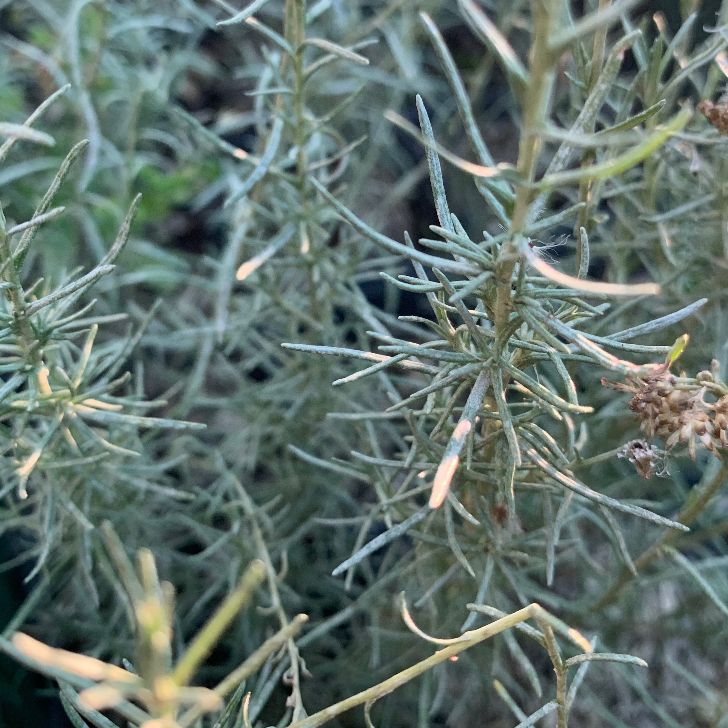 Herbe à curry - gdt 9