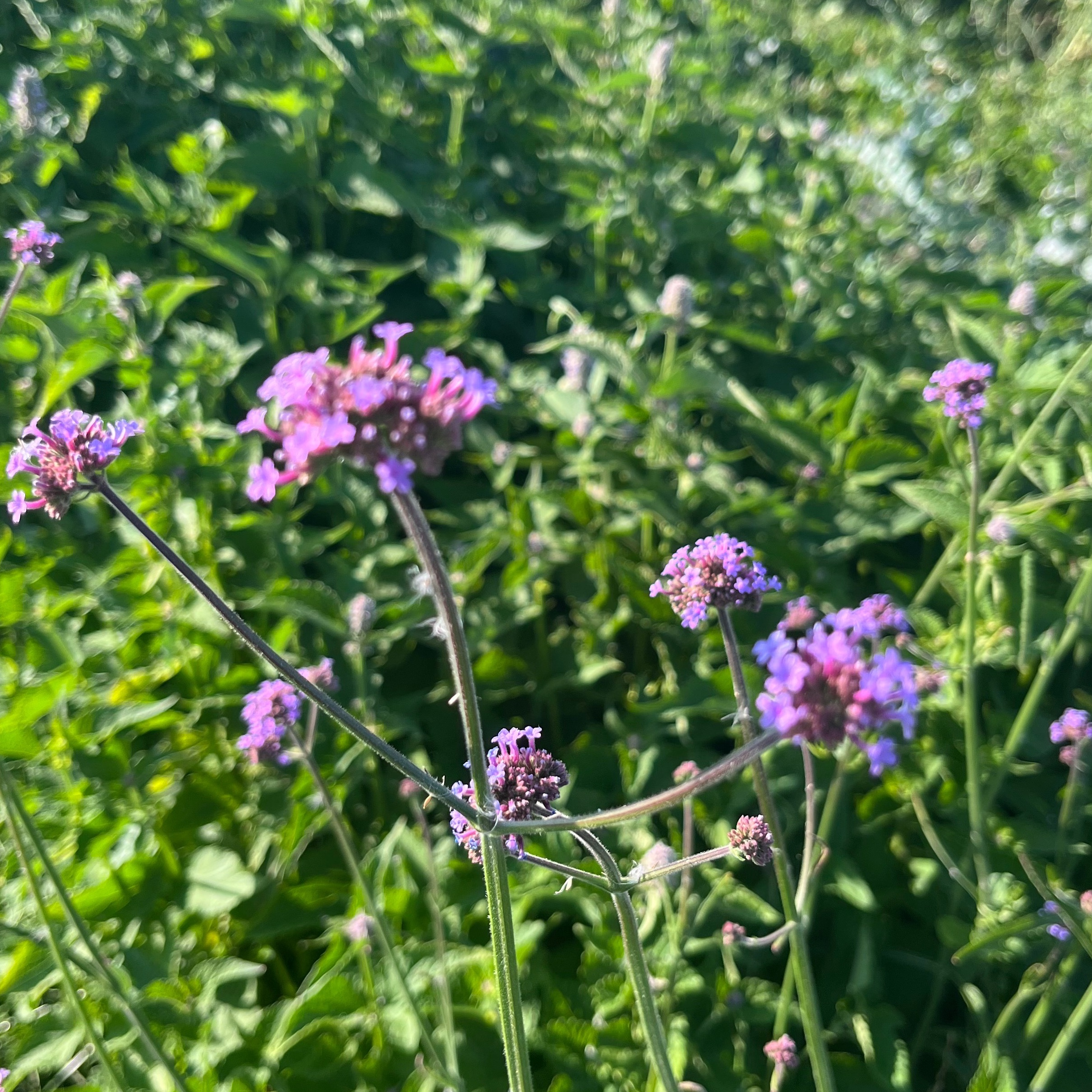 VERVEINE DE BUENOS AIRES
